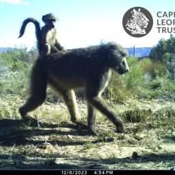 Baboon